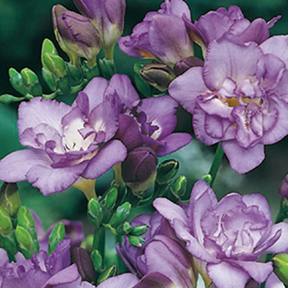 15 freesias doubles bleus