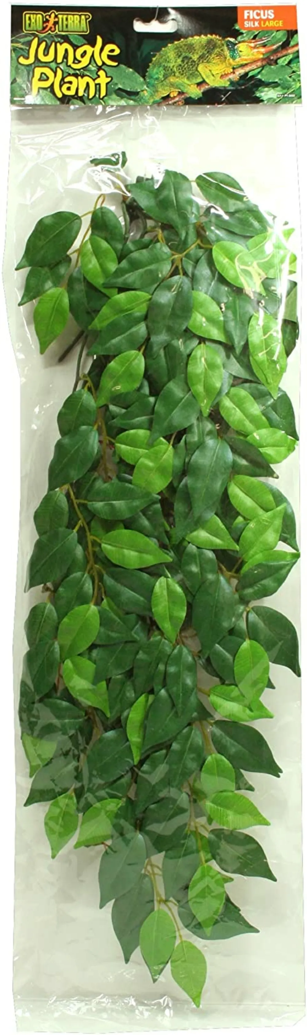 Feuillage ficus reptiles petit